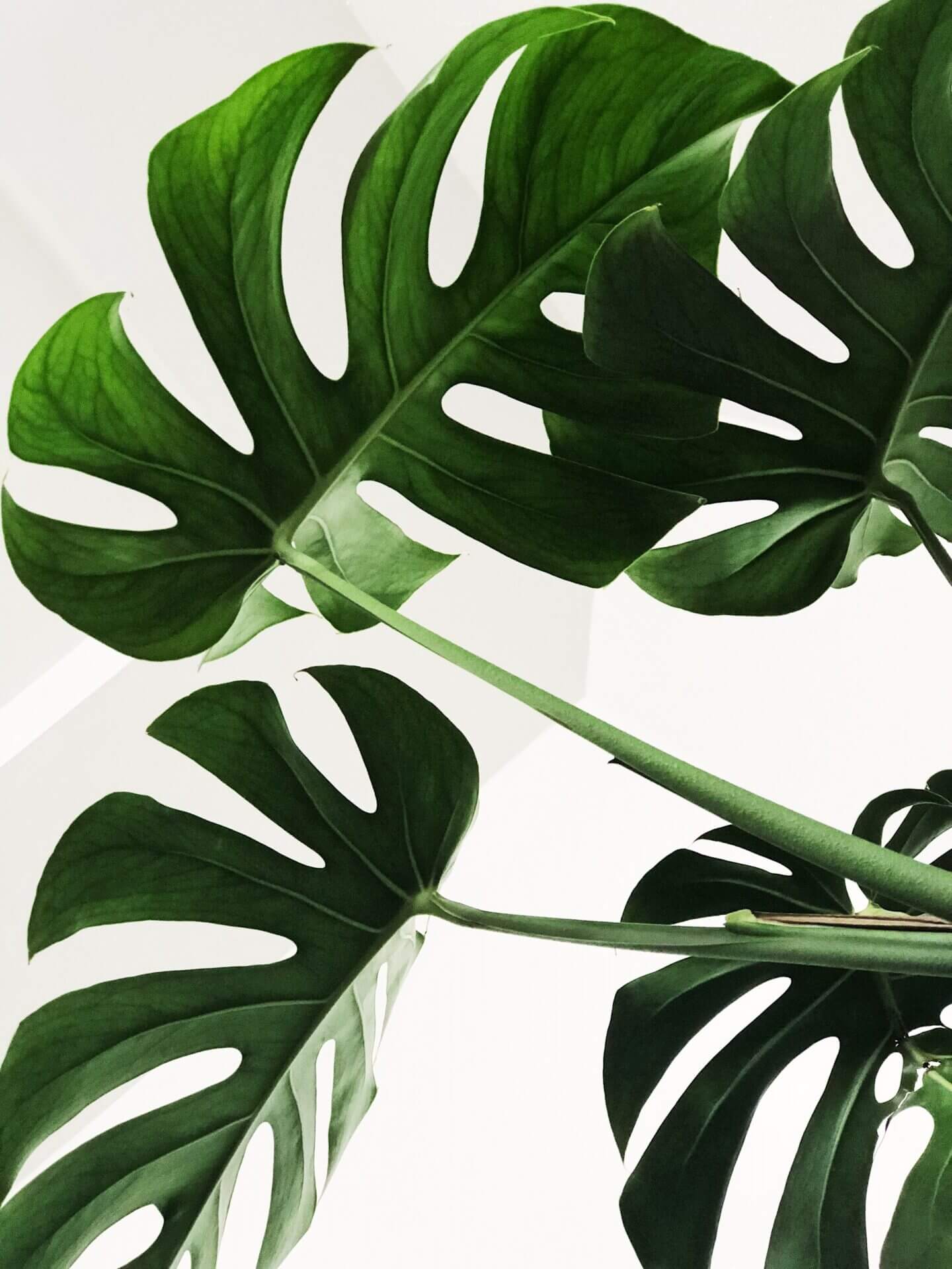 Monstera dziurawa. Jak o nią dbać?
