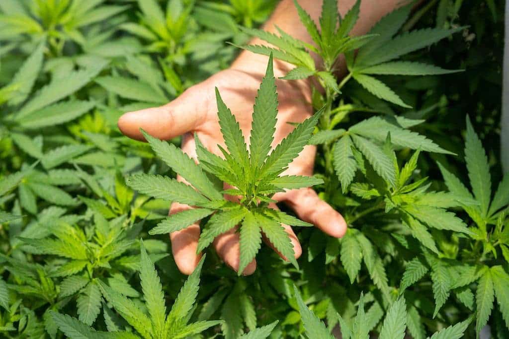 Jak nasz organizm jest połączony z naturą? Co to jest układ endokannabinoidowy? Jak nasz organizm jest połączony z naturą? Co to jest układ endokannabinoidowy?